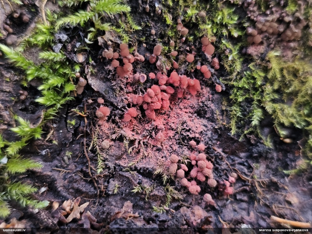 Arcīrija (nenoteikta)