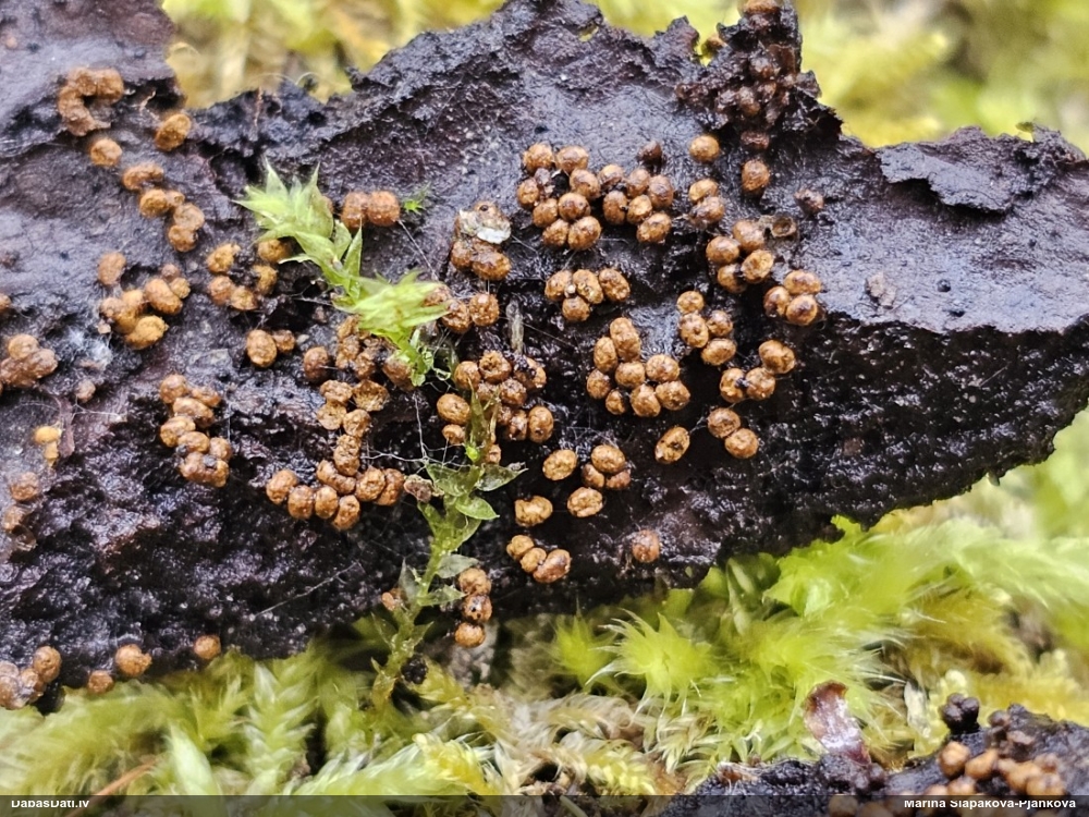 Daudzveidīgā trihija