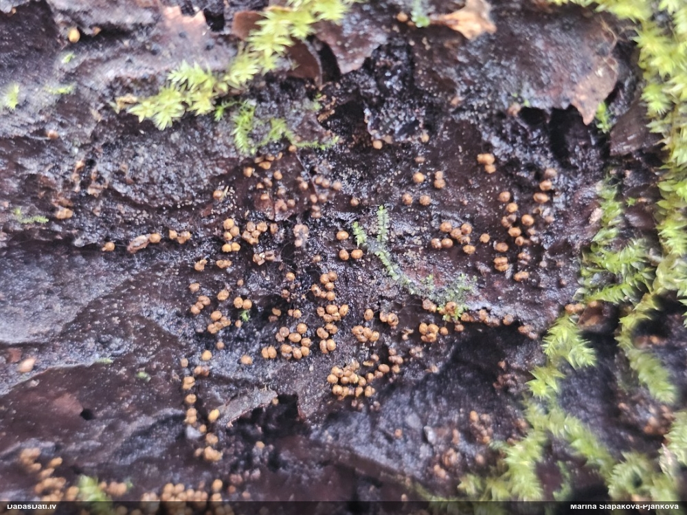 Daudzveidīgā trihija