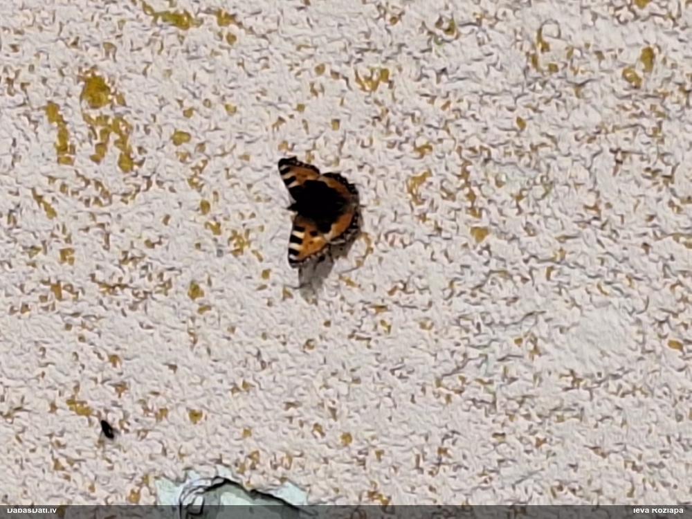 Parastais nātru raibenis