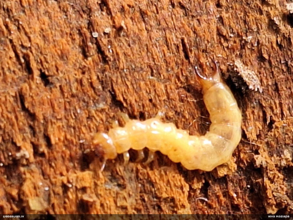 Ugunsvabole Schizotus pectinicornis