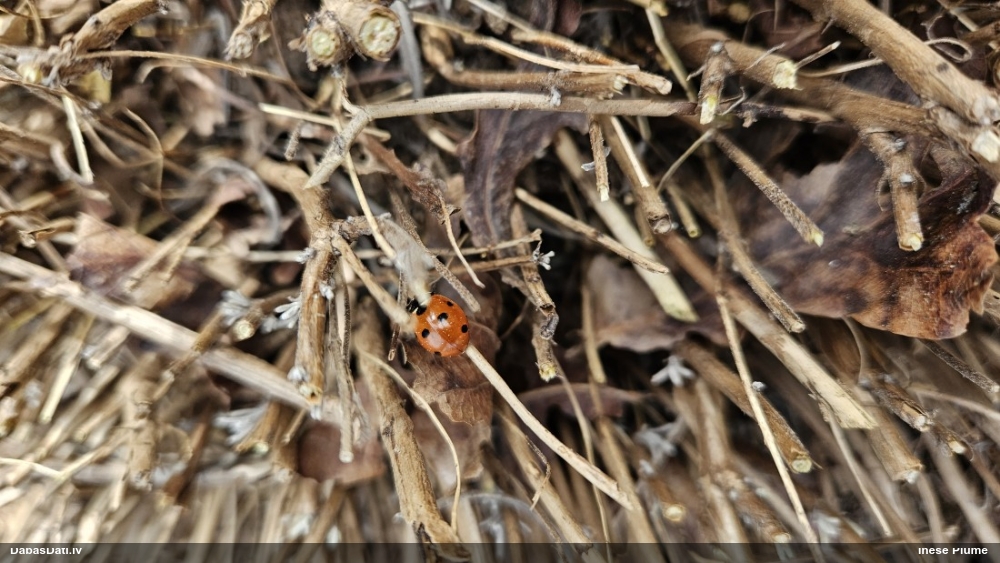 Septiņpunktu mārīte
