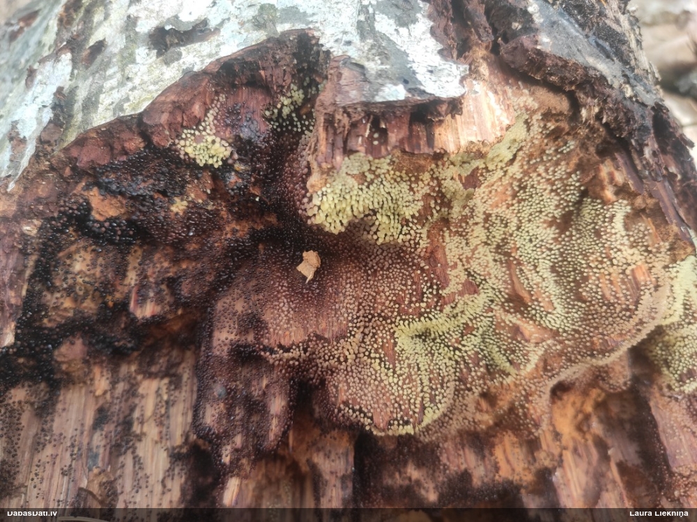 Lampīte (nenoteikta)