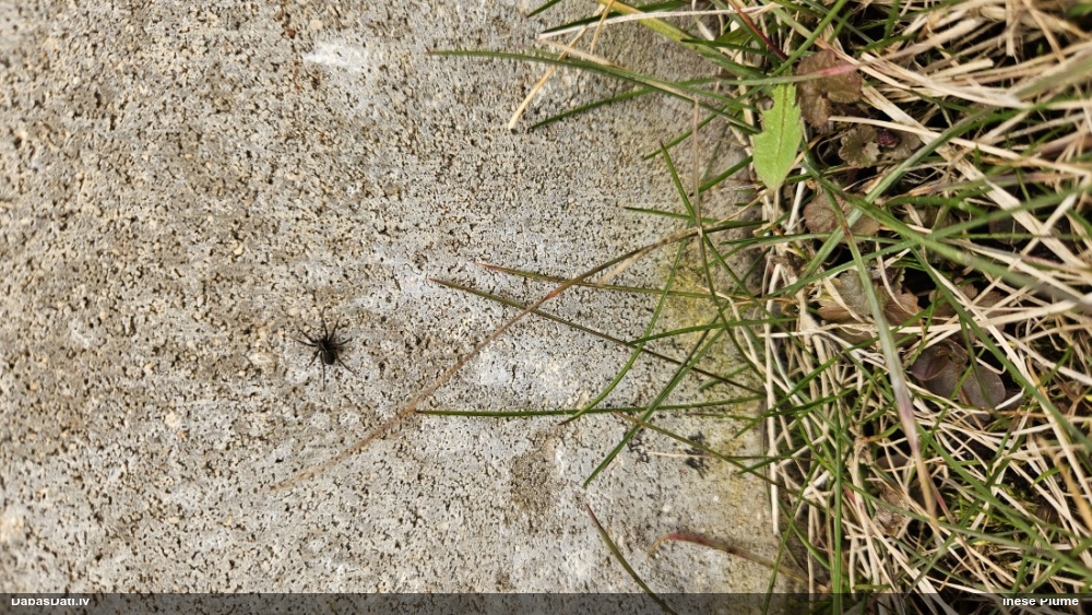 Piltuvjzirneklis (nenoteikts)