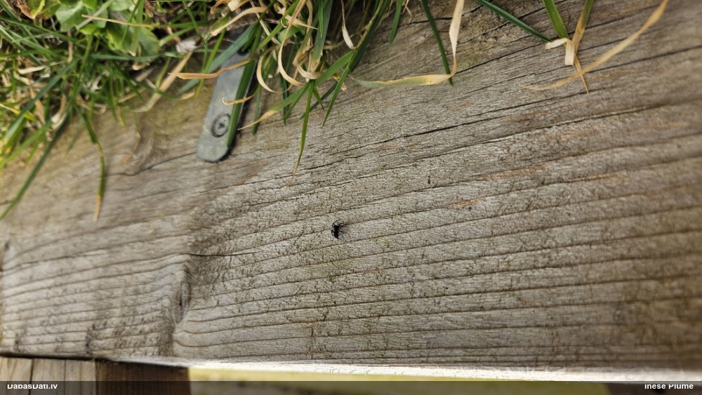 Piltuvjzirneklis (nenoteikts)