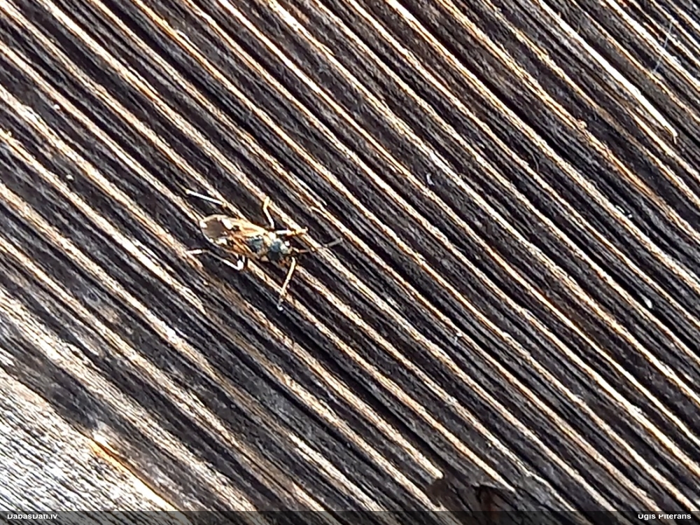 Zemesblakts Rhyparochromus vulgaris