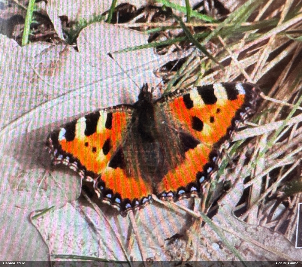 Parastais nātru raibenis