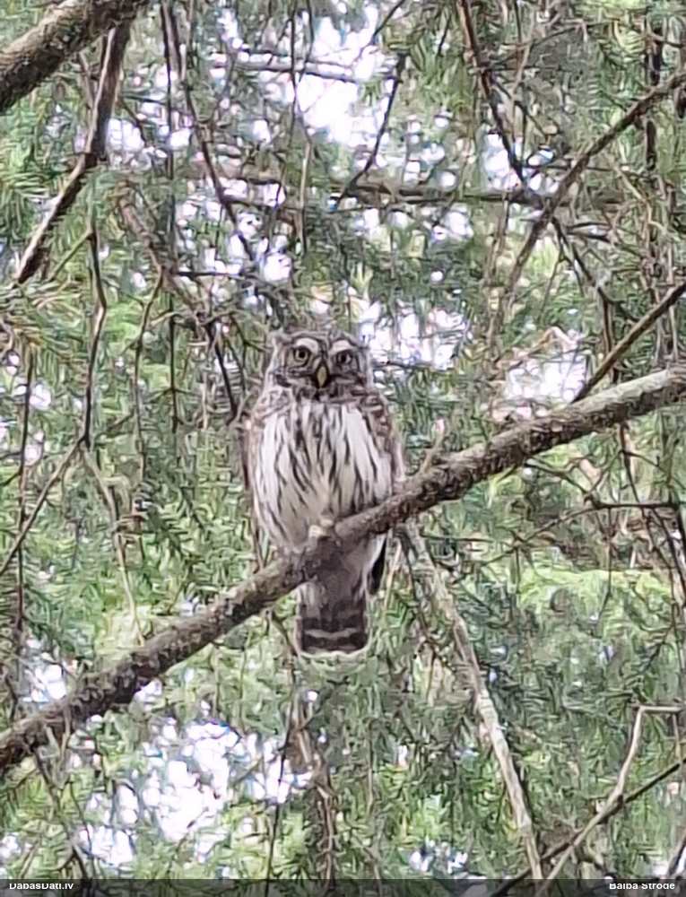 воробьиный сыч