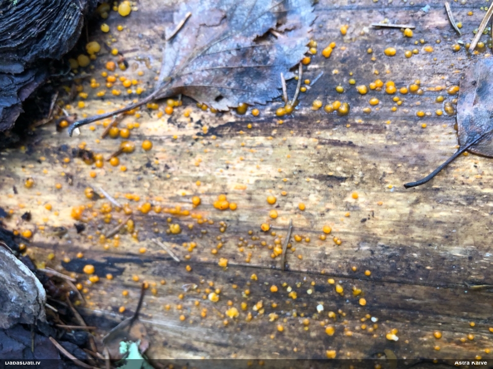 распадающийся дакримицес