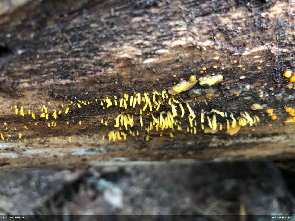 Zaraine Calocera furcata