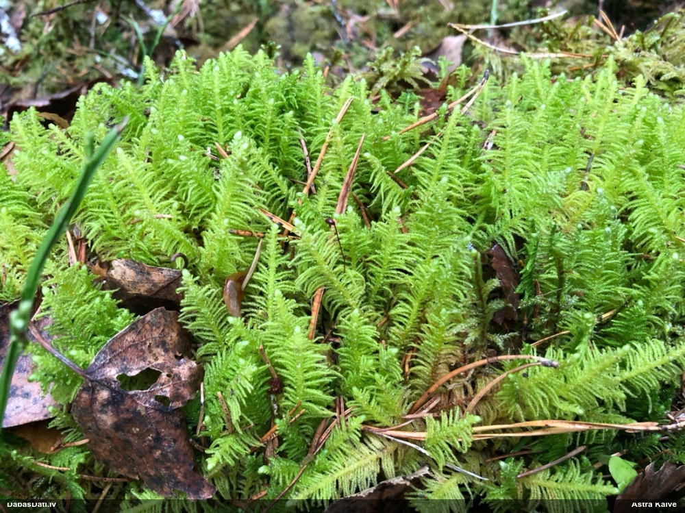 Parastā straussūna