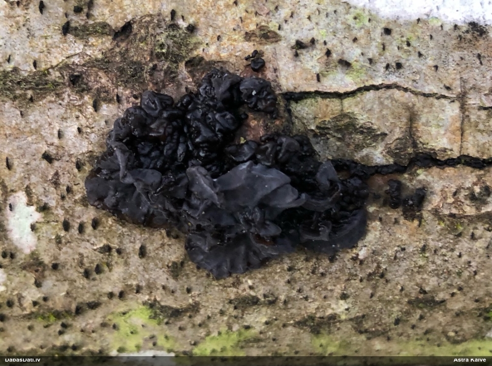 Black Jelly Roll