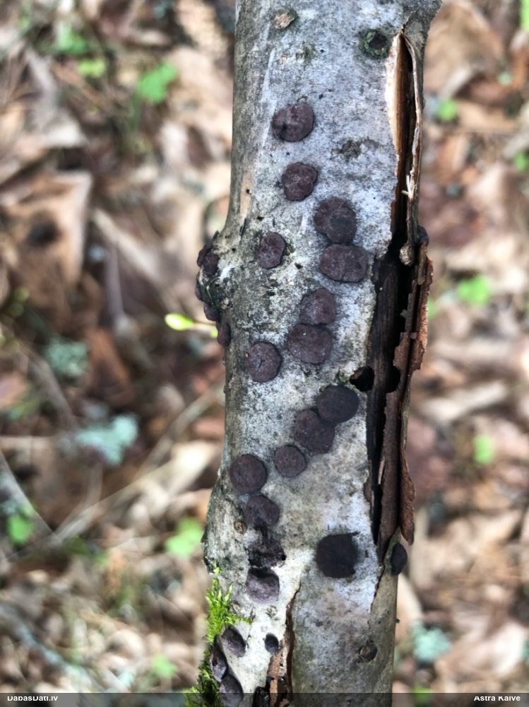 Sēne Hypoxylon fuscum