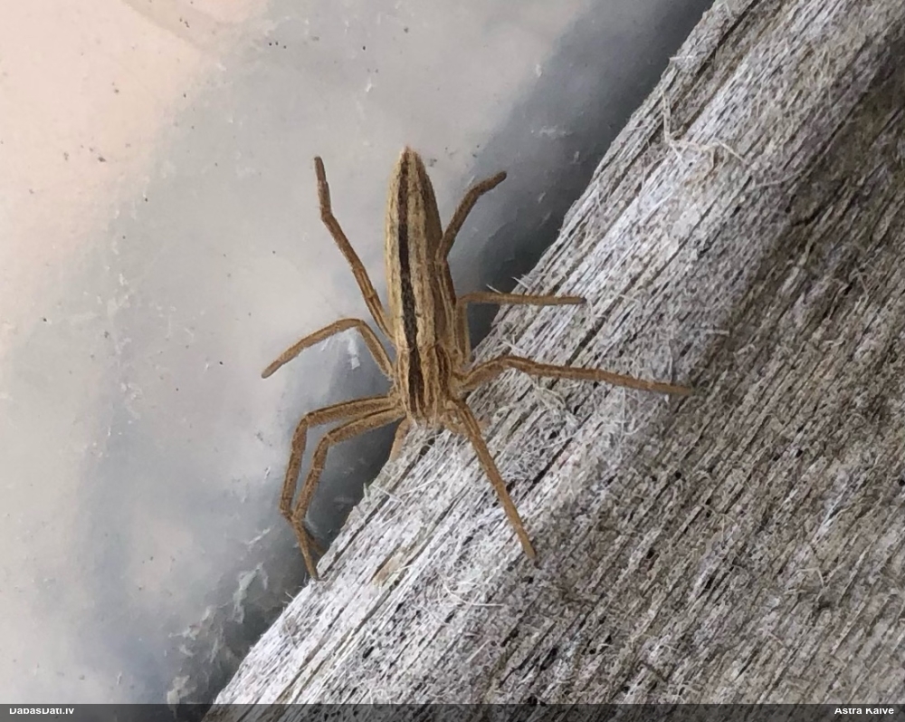 Māņkrabjzirneklis Tibellus oblongus