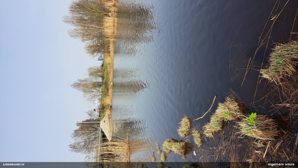 большой крохаль