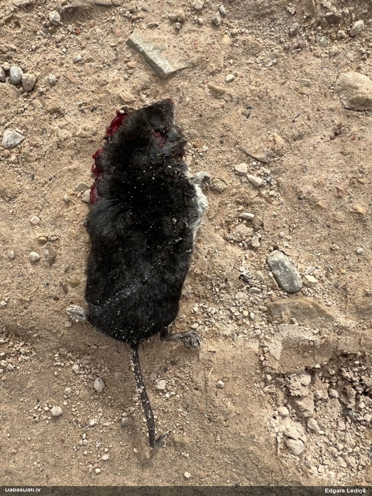 обыкновенная кутора