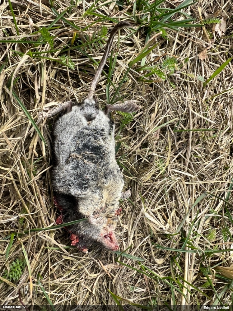 обыкновенная кутора