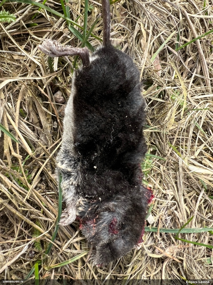 обыкновенная кутора