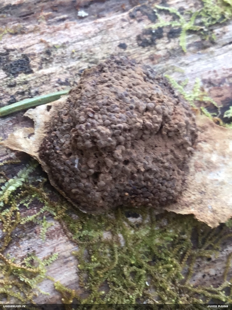 Violetā šūnaine (bij. šūnainā gļotsēne)