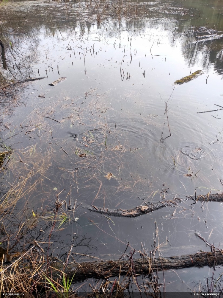 обыкновенная жаба