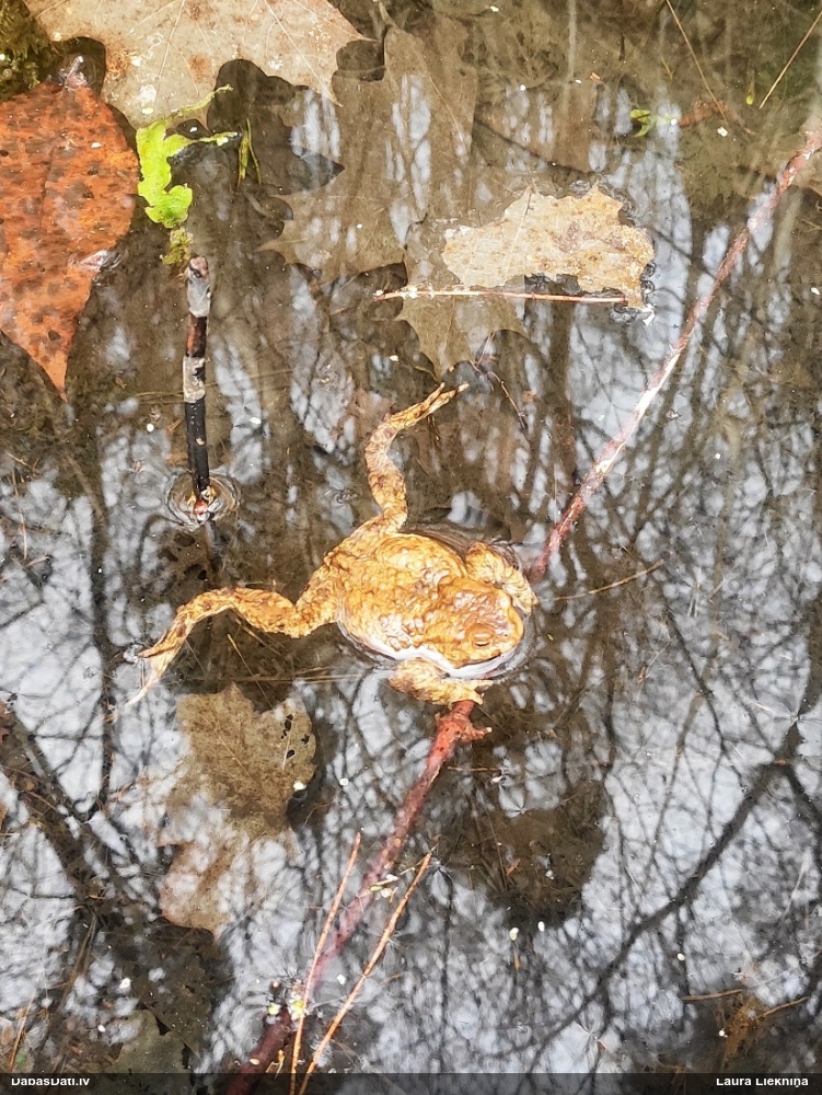 обыкновенная жаба