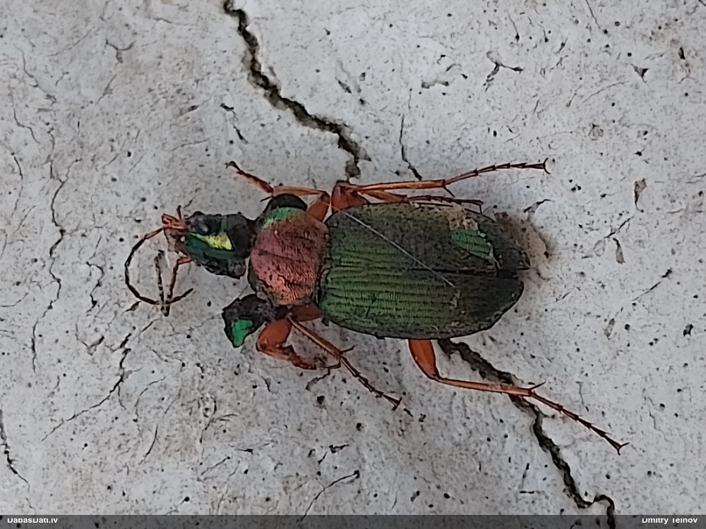 Skrejvabole Chlaenius nitidulus