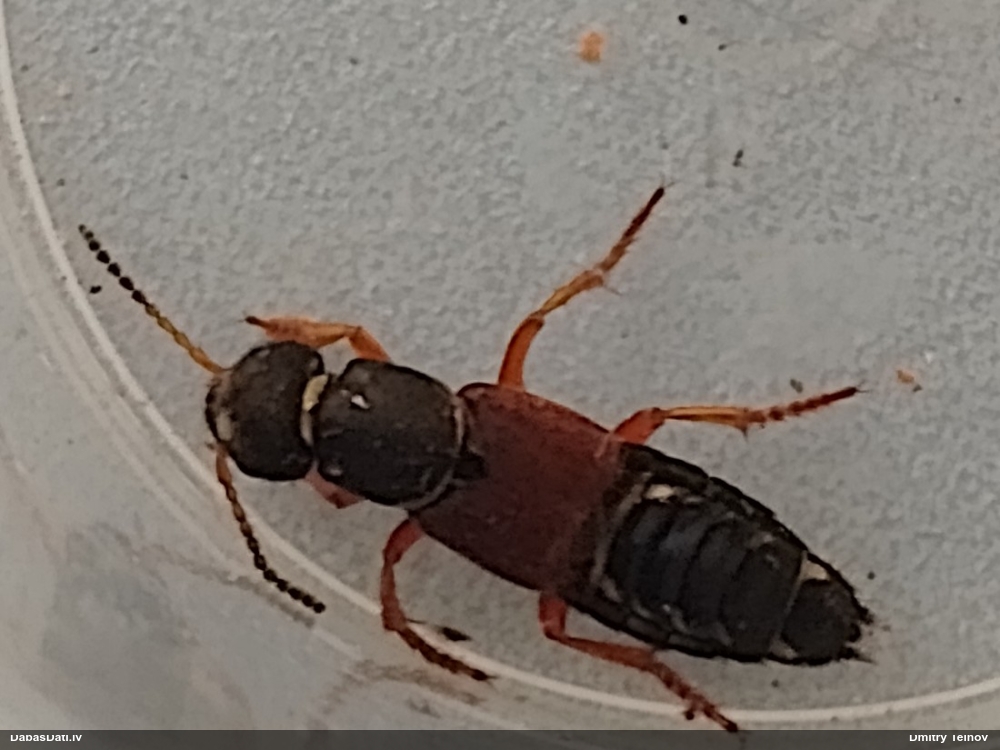 Īsspārnis Staphylinus dimidiaticornis