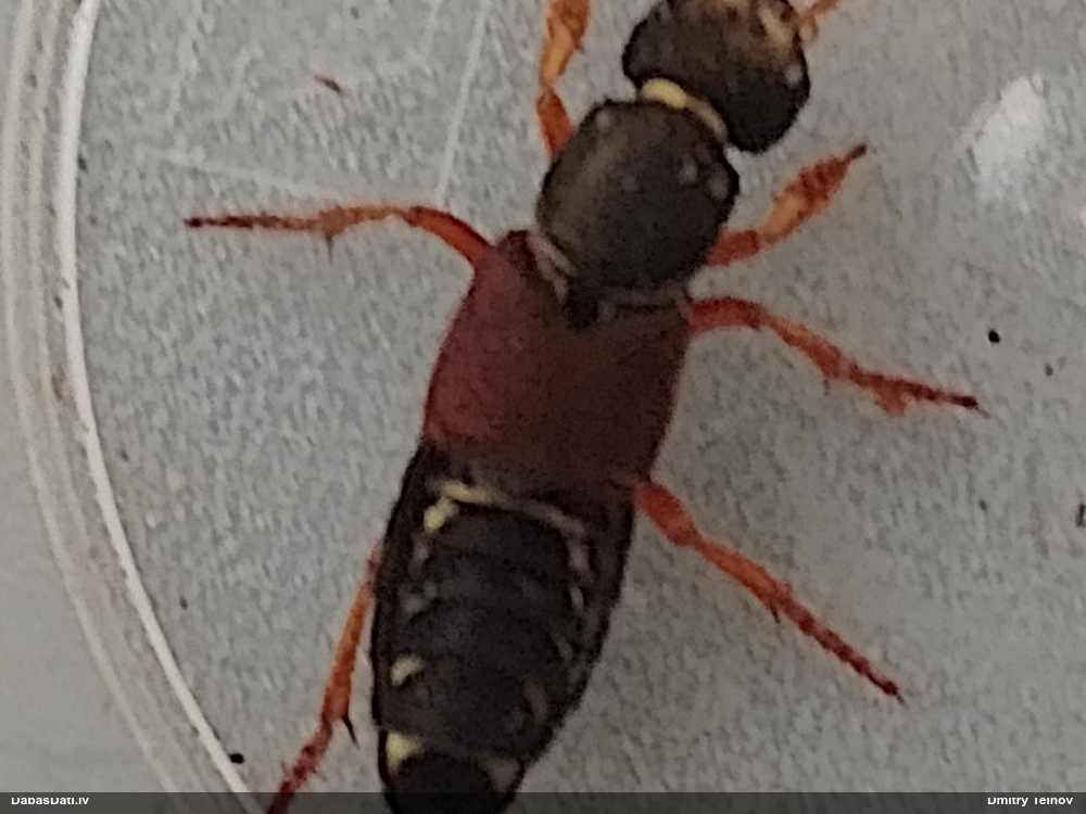 Īsspārnis Staphylinus dimidiaticornis