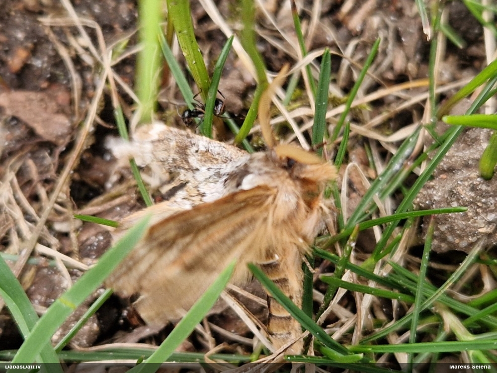 Sīversa agrais zobspārnis