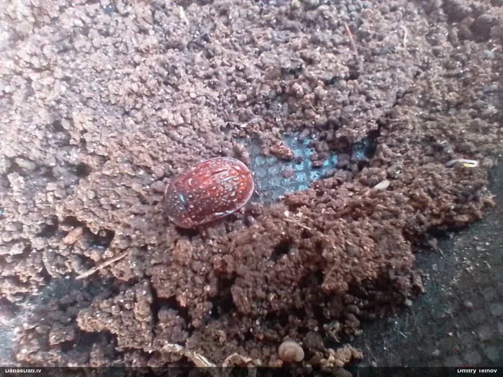 Līķvabole Phosphuga atrata