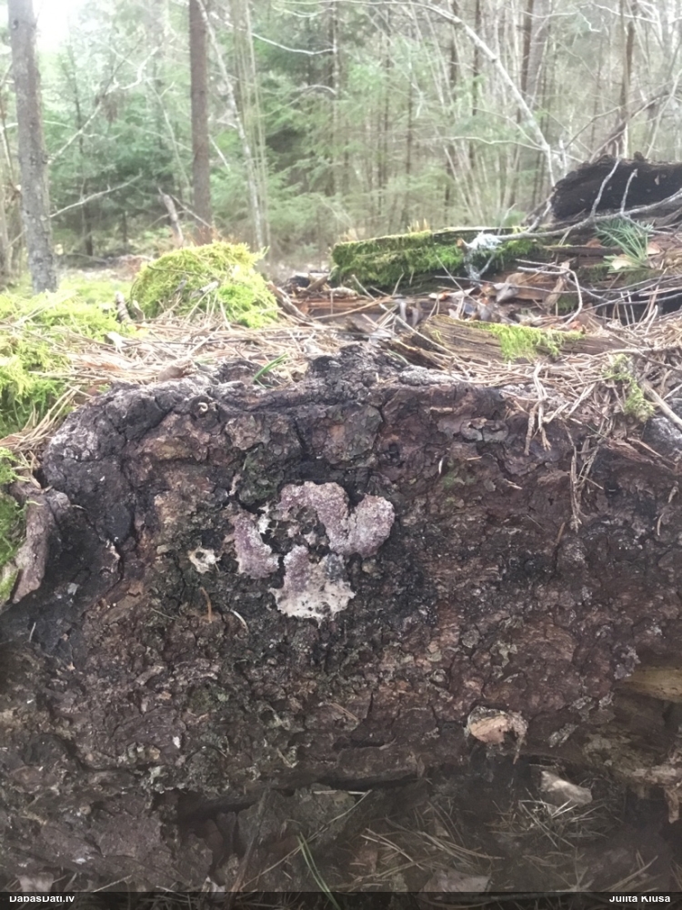 Baltais ragansviests