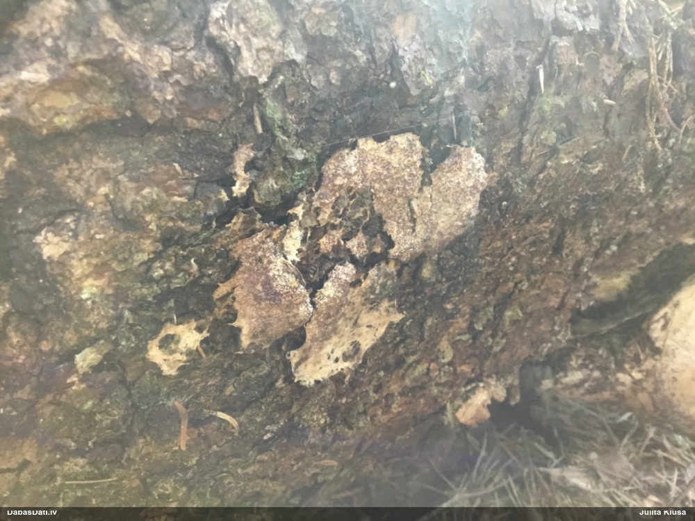 Baltais ragansviests