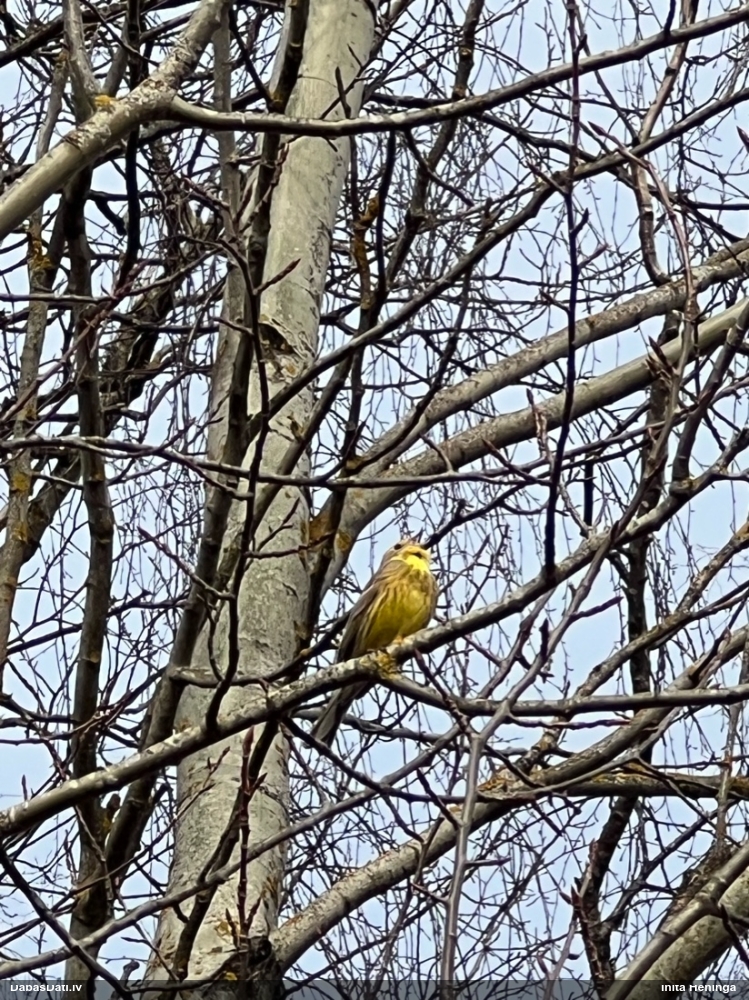 обыкновенная овсянка