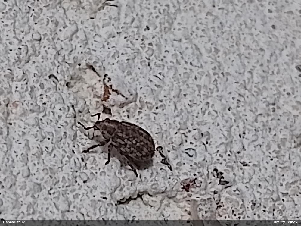 Smecernieks Brachysomus echinatus