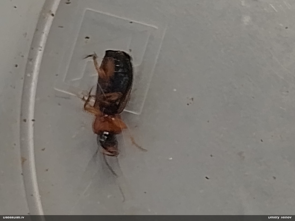 Skrejvabole Badister bullatus