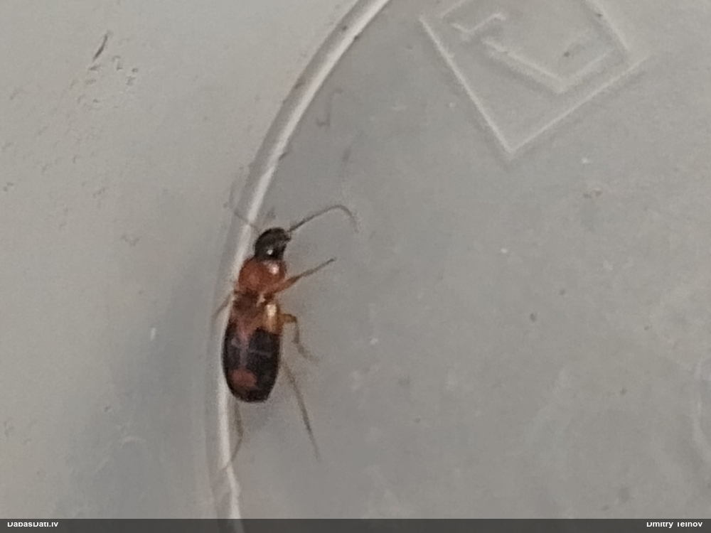 Skrejvabole Badister bullatus