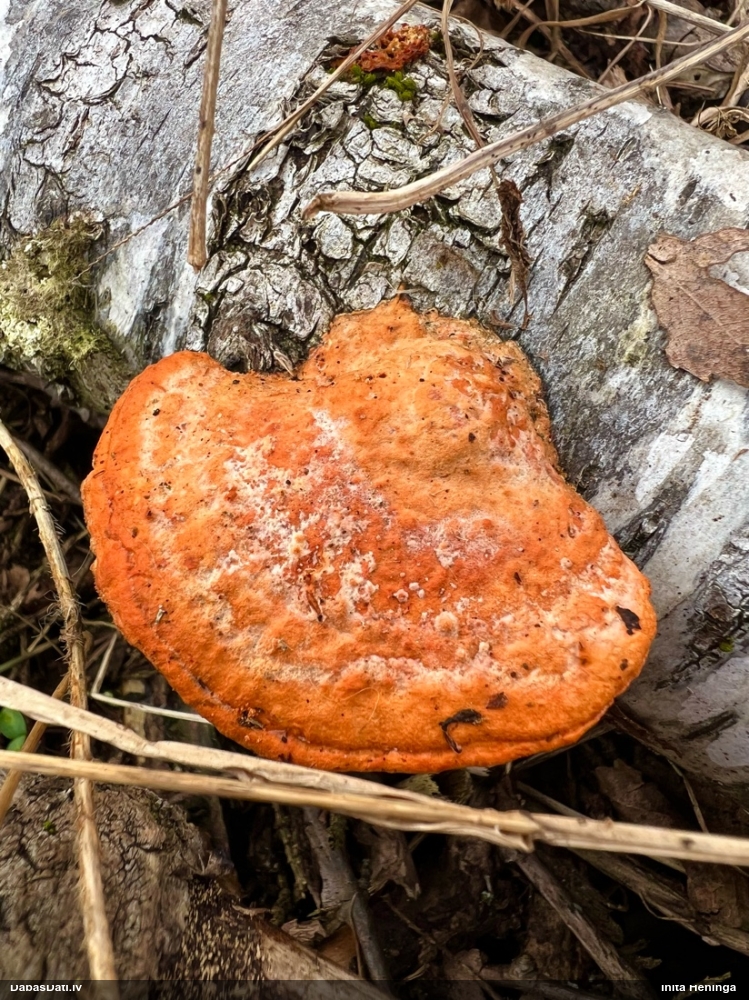 Parastā cinobrpiepe