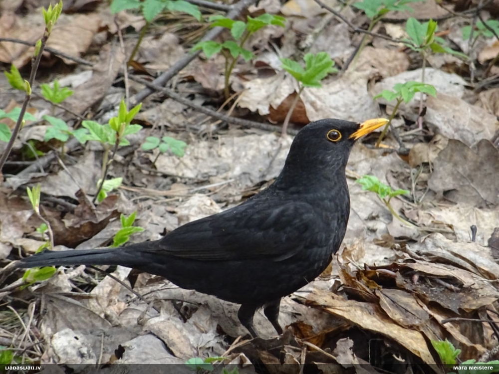 черный дрозд