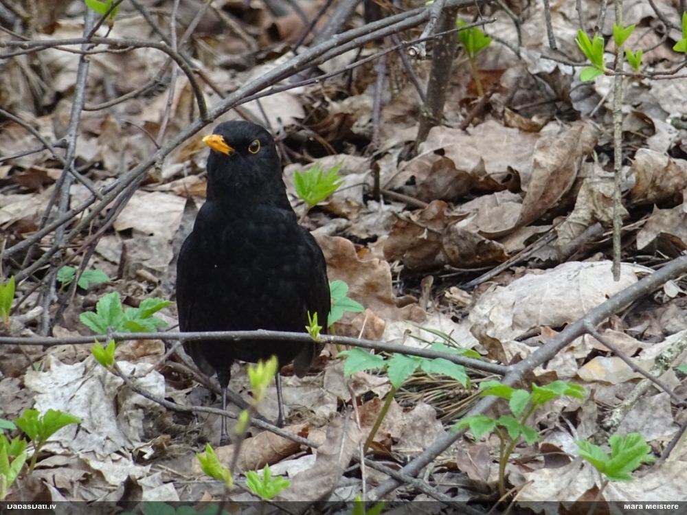 черный дрозд