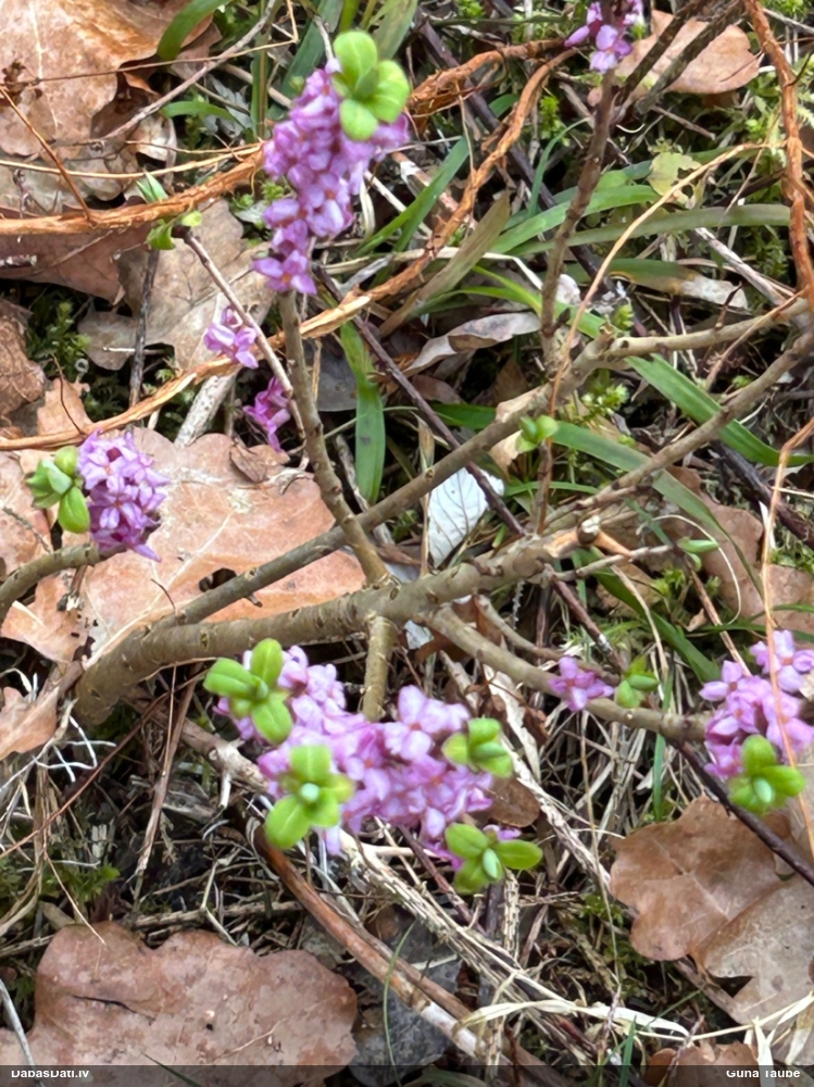 волчеягодник обыкновенный