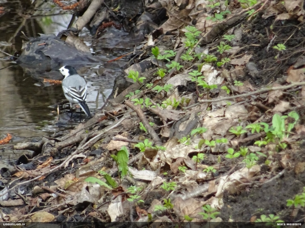 белая трясогузка