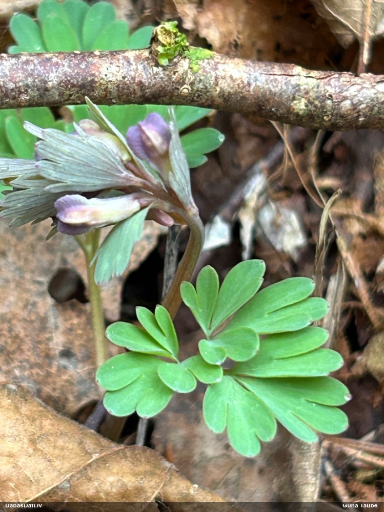 хохлатка плотная