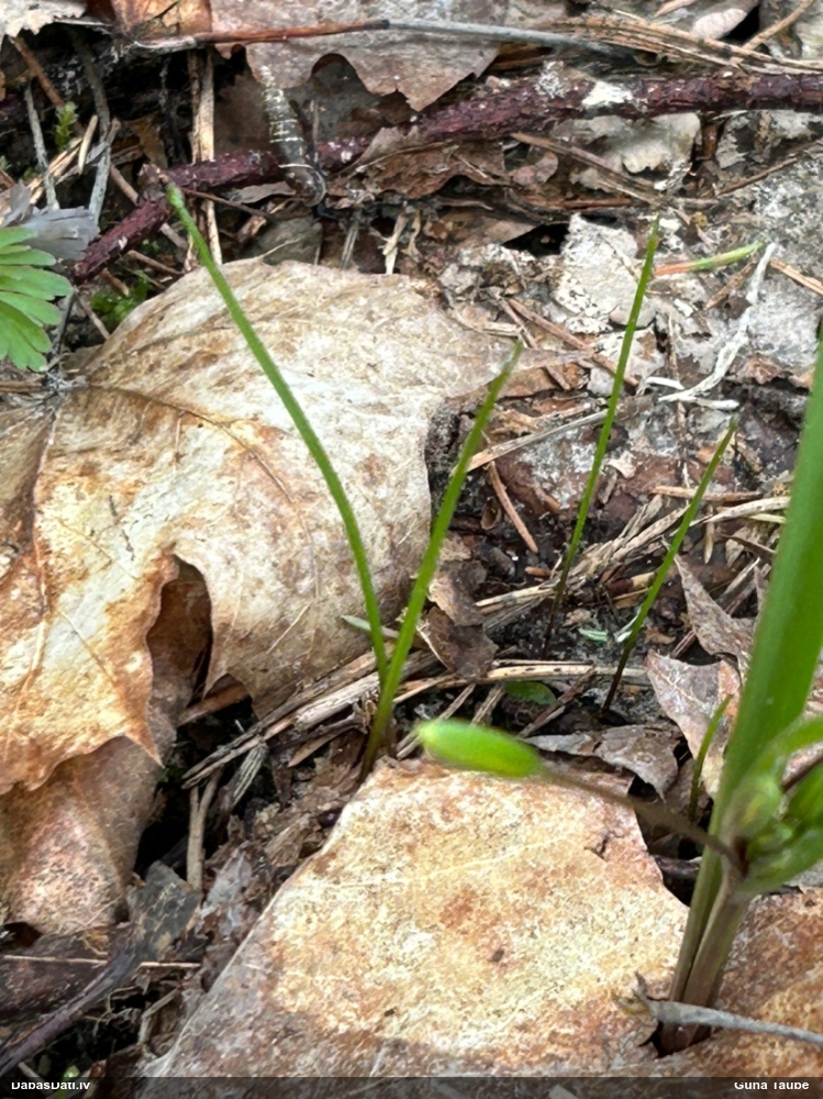 гусиный лук желтый