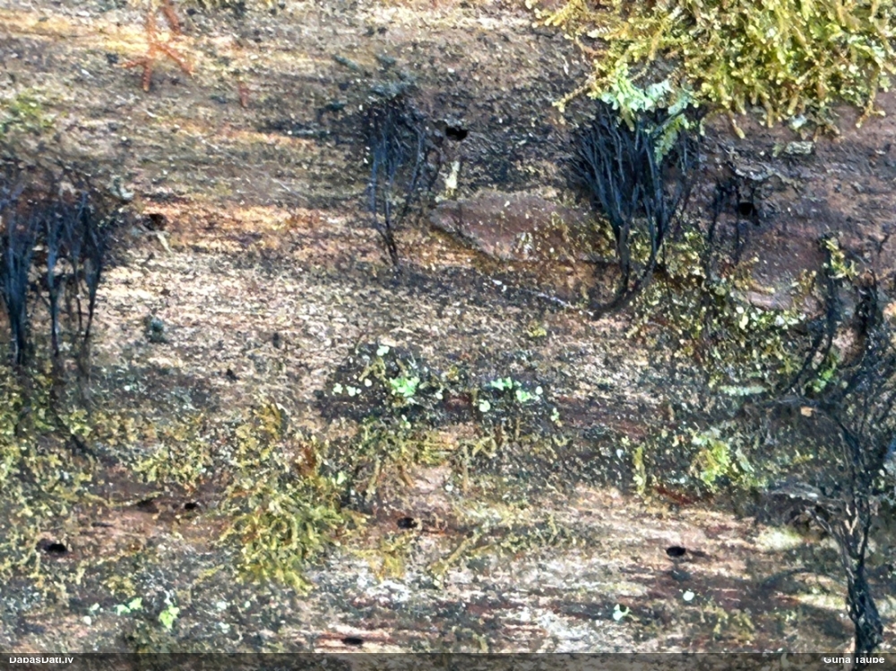 Šokolādes gļotsēne (nenoteikta)