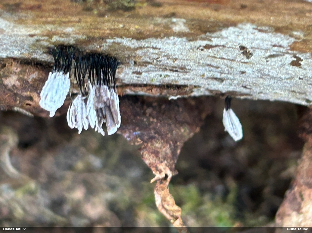 Šokolādes gļotsēne (nenoteikta)