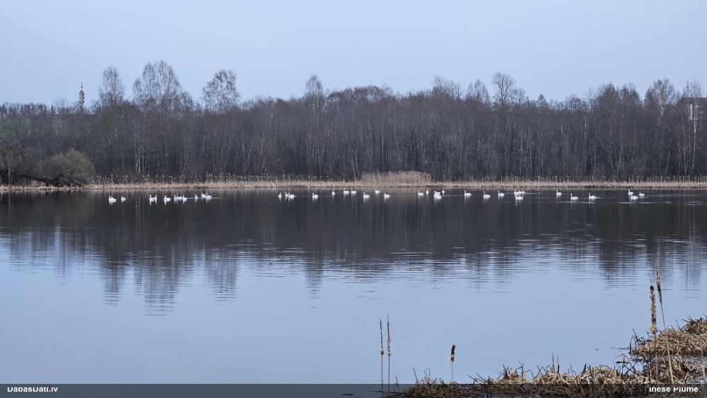 лебедь-шипун