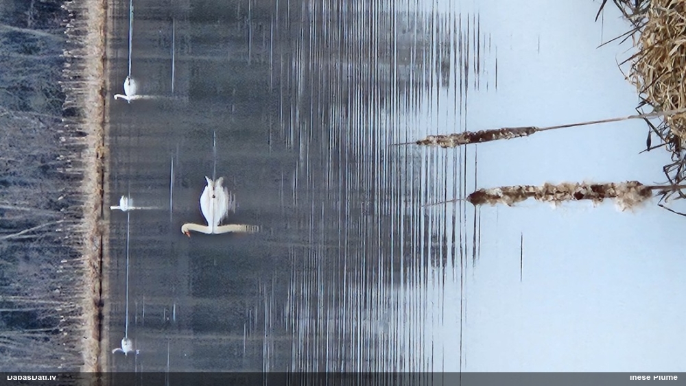 лебедь-шипун