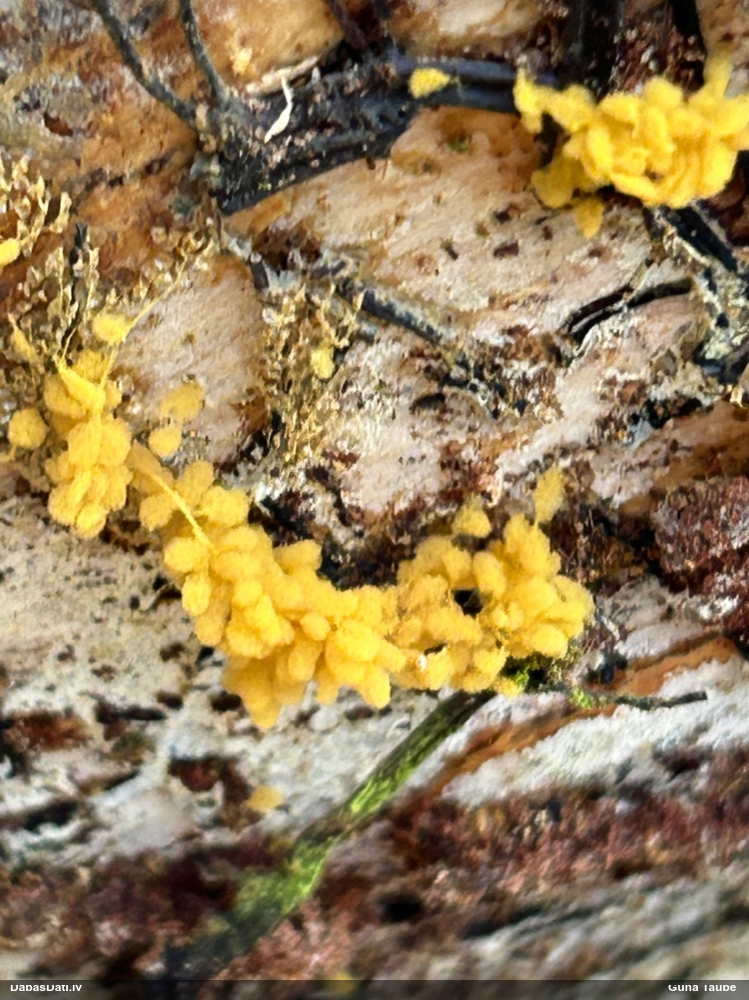 Sprodzīte (nenoteikta)