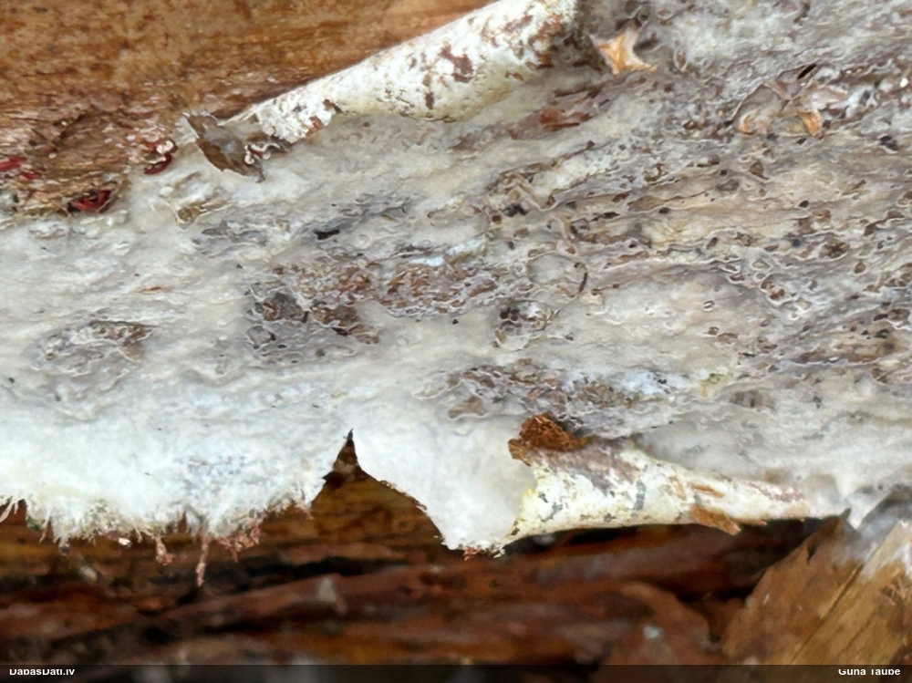 Lielā pergamentsēne