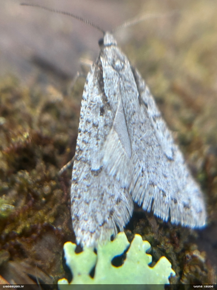 Depresārijs Semioscopis avellanella